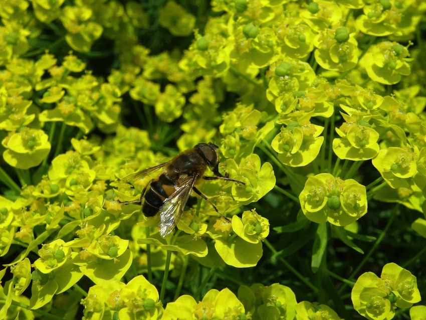 Euphorbe petit cyprés et diptère - Euphorbia cyparissias