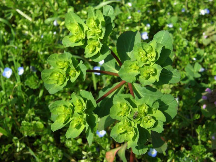 Euphorbe réveille-matin - Euphorbia helioscopa