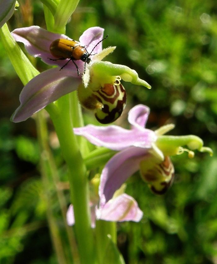 Exosoma sur Ophrys apifera