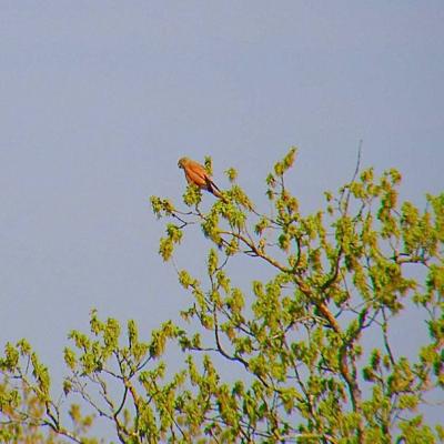 Faucon crecerelle - Falco tinnunculus