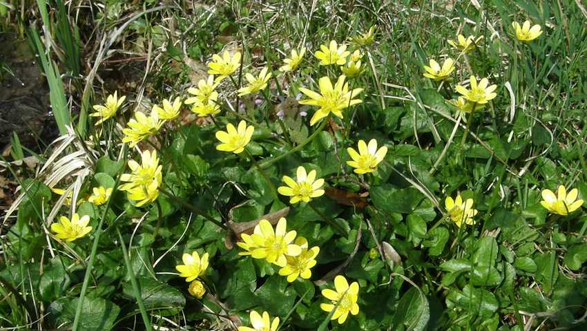 Ficaire en touffe - Ranunculus ficaria