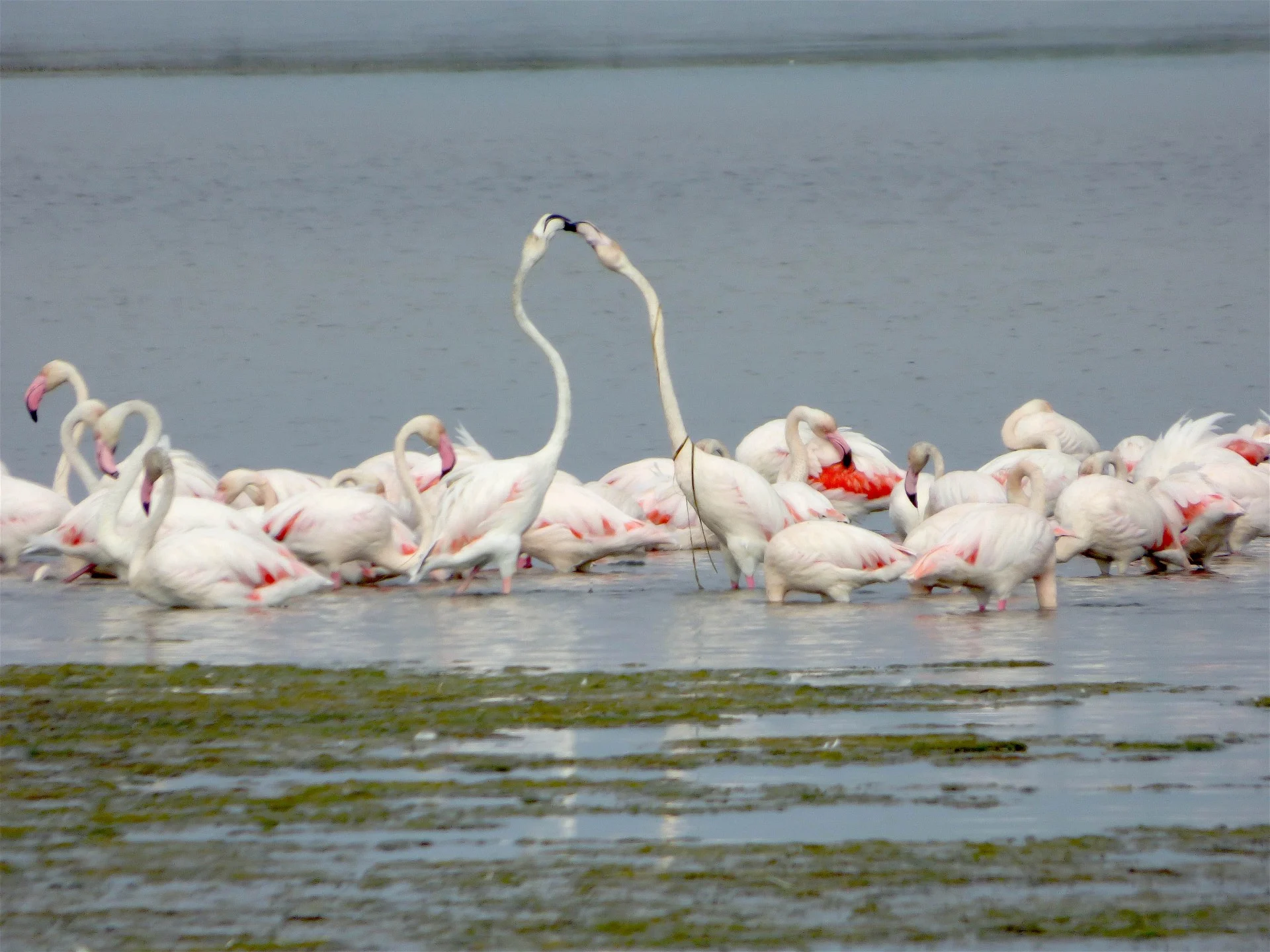 Flammants roses la palme