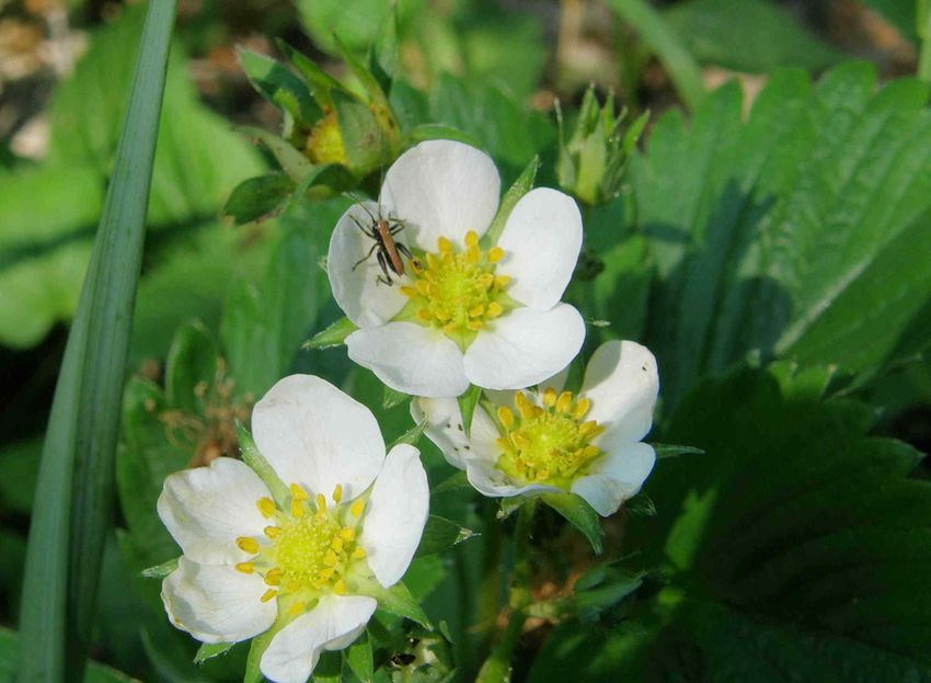 Fraisier des bois 