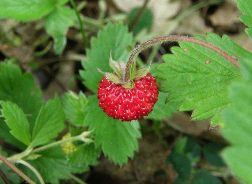 Fraisier des bois