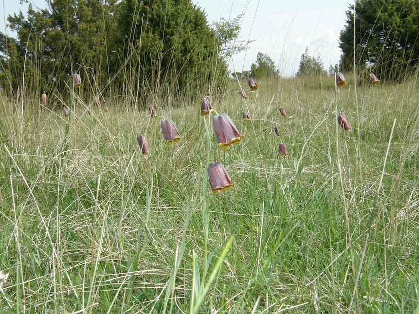 Fritillaire des Pyrénées - Fritillaria pyrenaica - Liliaceae