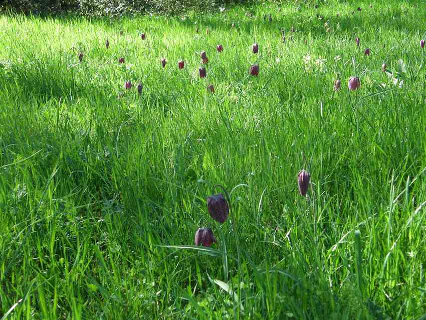 Fritillaire pintade 1 - Fritillaria meleagris