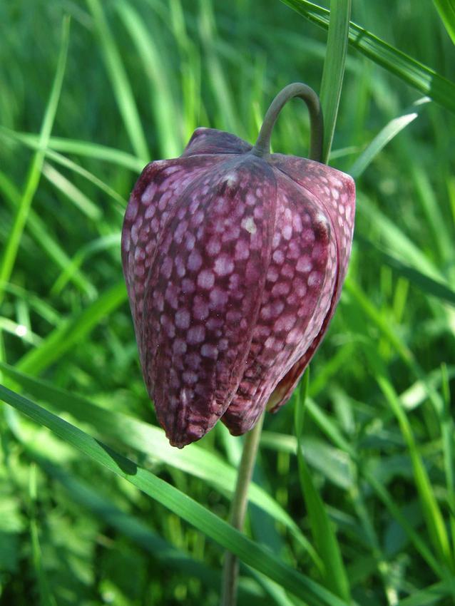 Fritillaire pintade 2 - Fritillaria meleagris