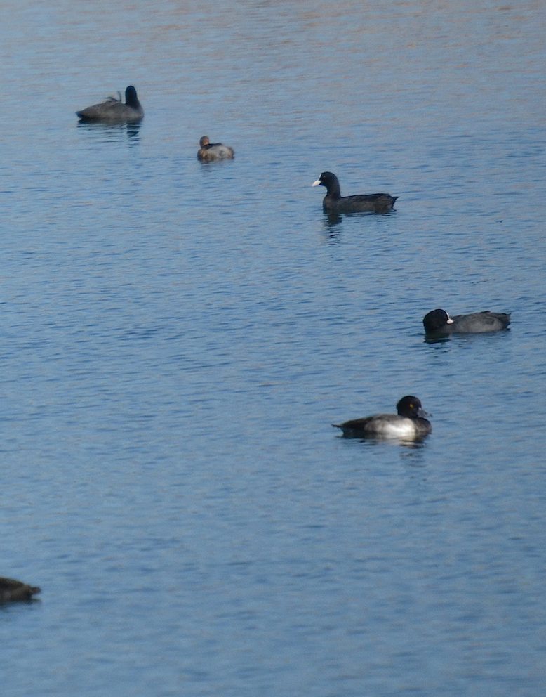Fuligule morillon et Foulque 2
