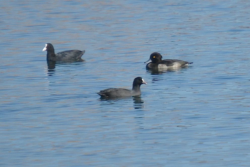 Fuligule morillon et Foulques 3