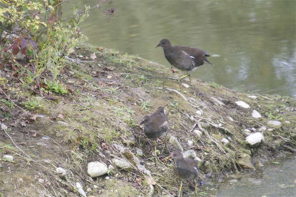 Galinule poule d'eau 1