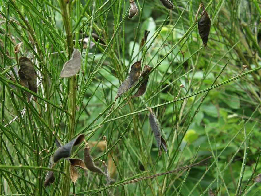 Genêt à balais- cosses à graines