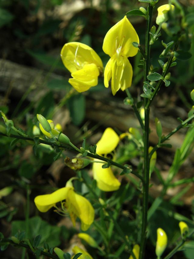 Genêt à balais - Cytisus scoparius