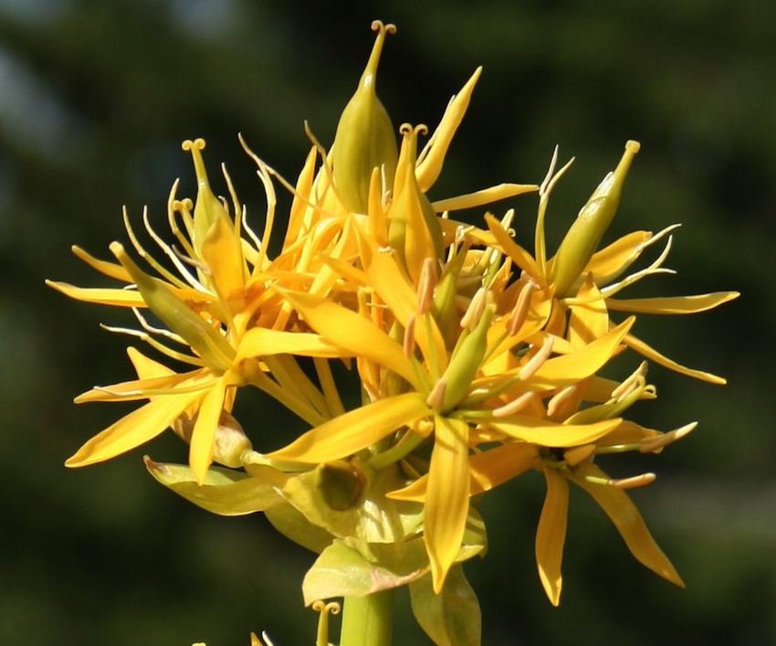 Gentiane jaune - Gentiana lutea