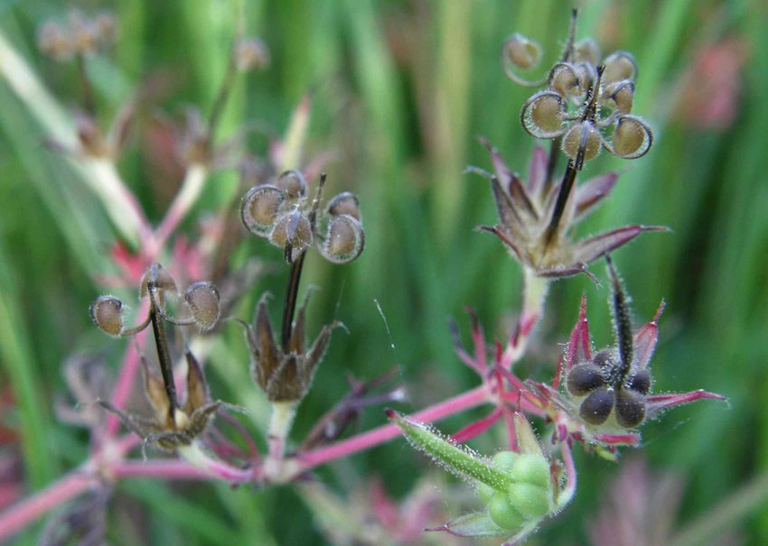 Géranium en Graines