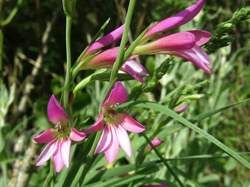 GlaÏeul - Gladiolus illyricus