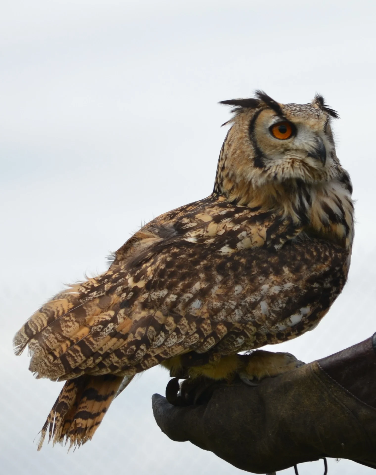 Grand duc indien 1