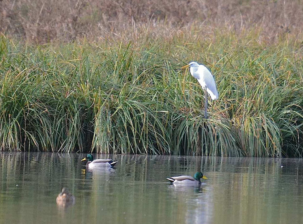 Grande aigrette