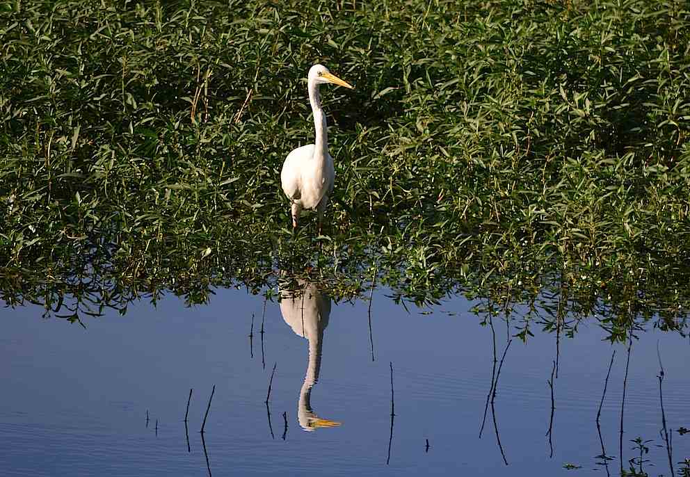 Grande Aigrette 1