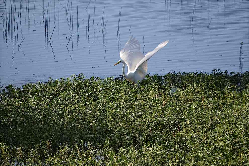 Grande Aigrette 3
