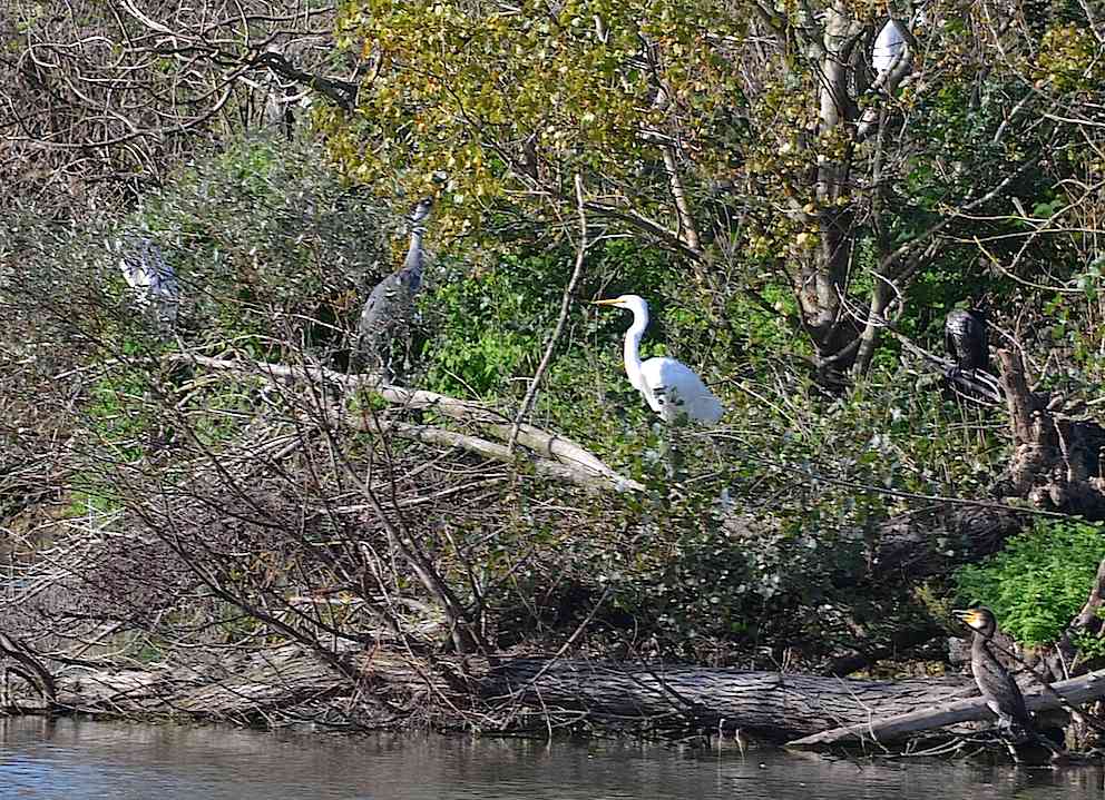 Grande aigrette, Héron cendré et Cormoran