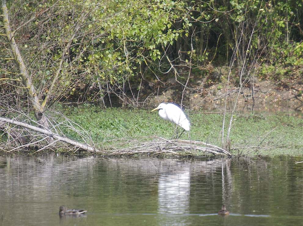 Grande aigrette