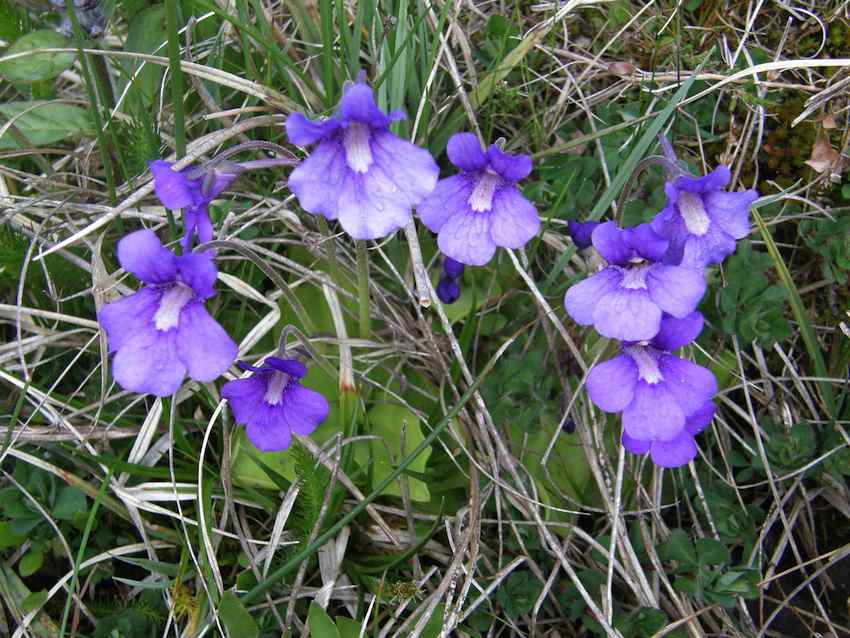 Grassette commune 1 - Pinguicula vulgaris