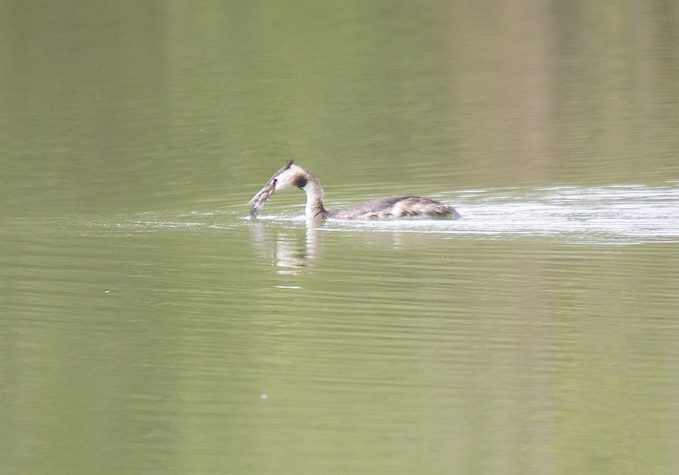 Grèbe huppé à la pêche