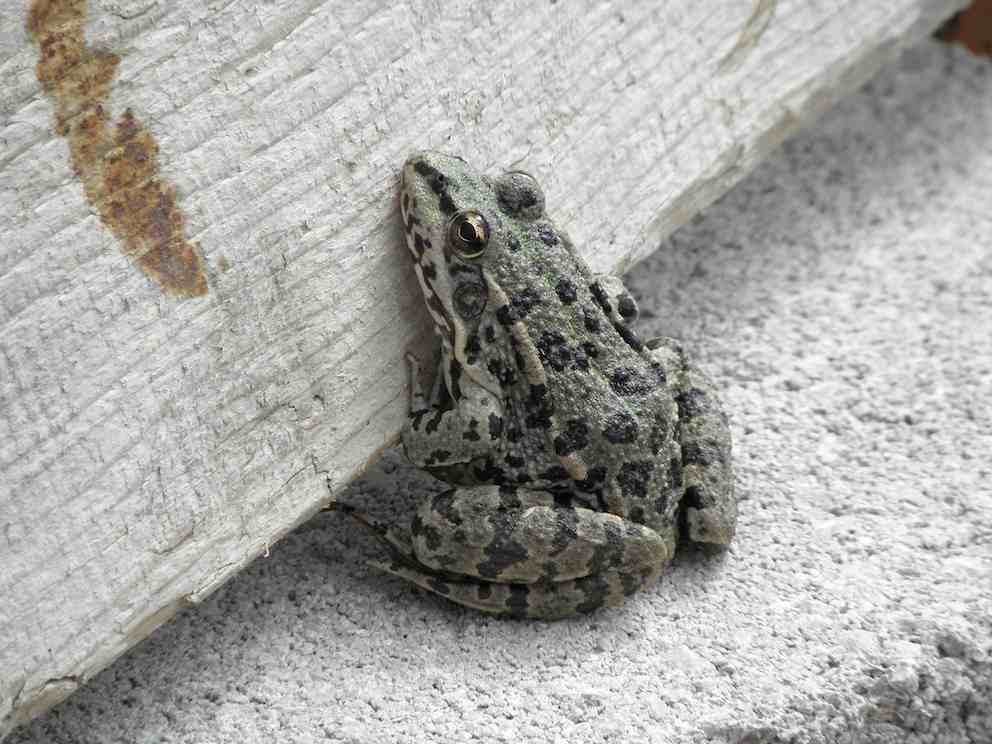 Grenouille 2