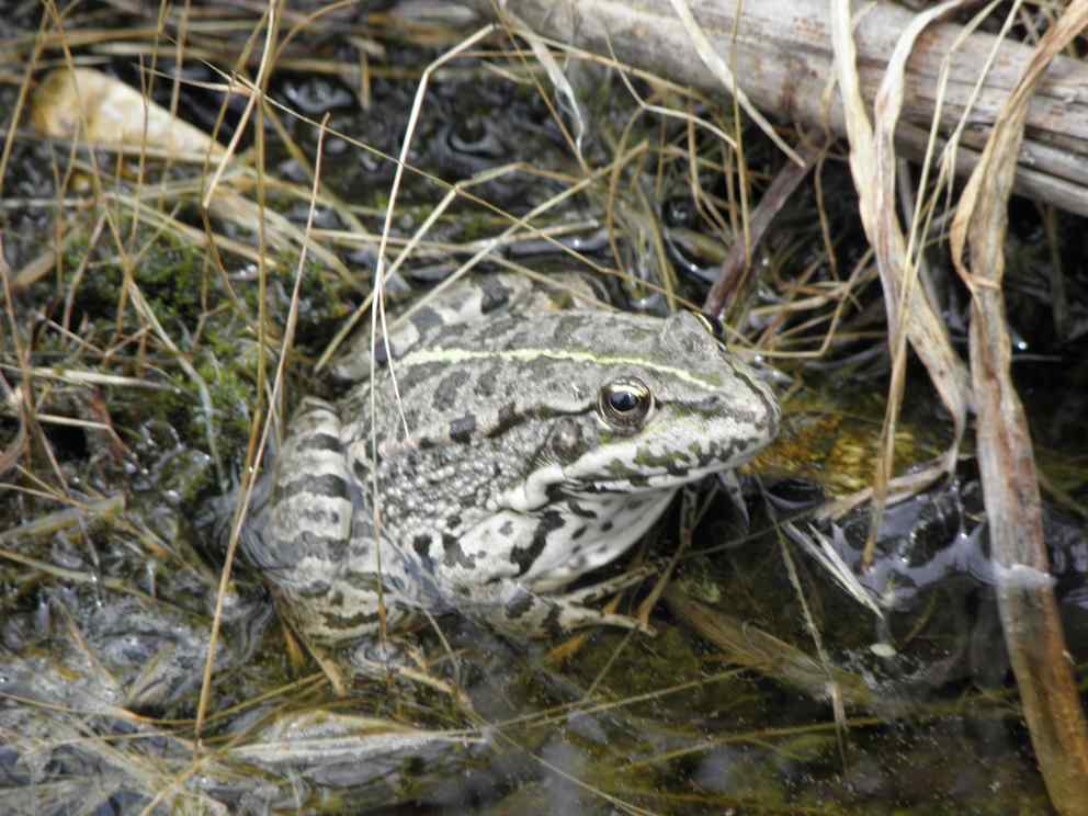 Grenouille (7)