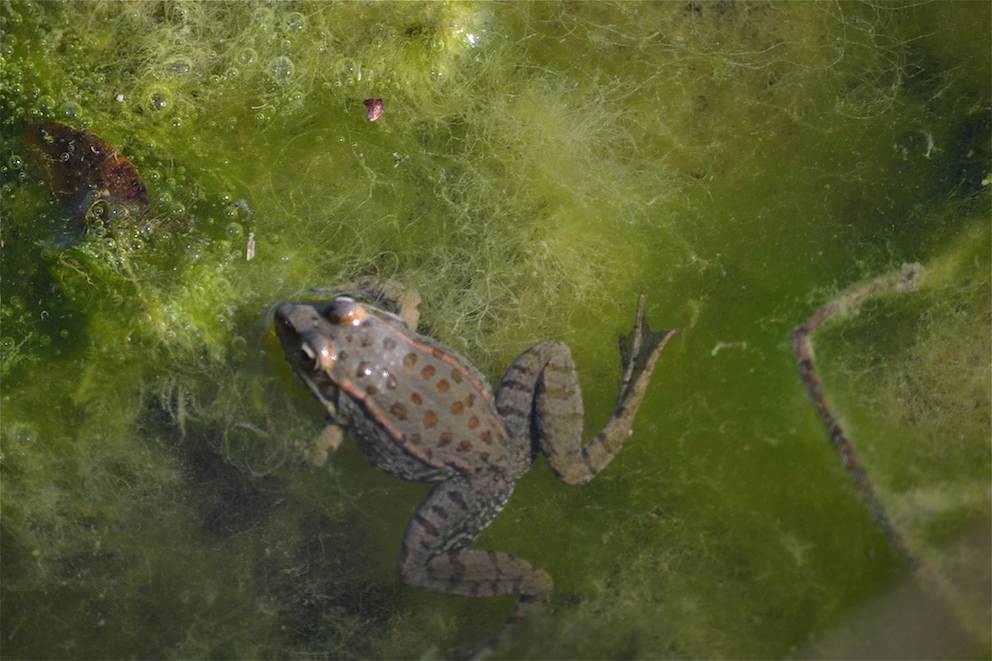 Grenouille de Graf