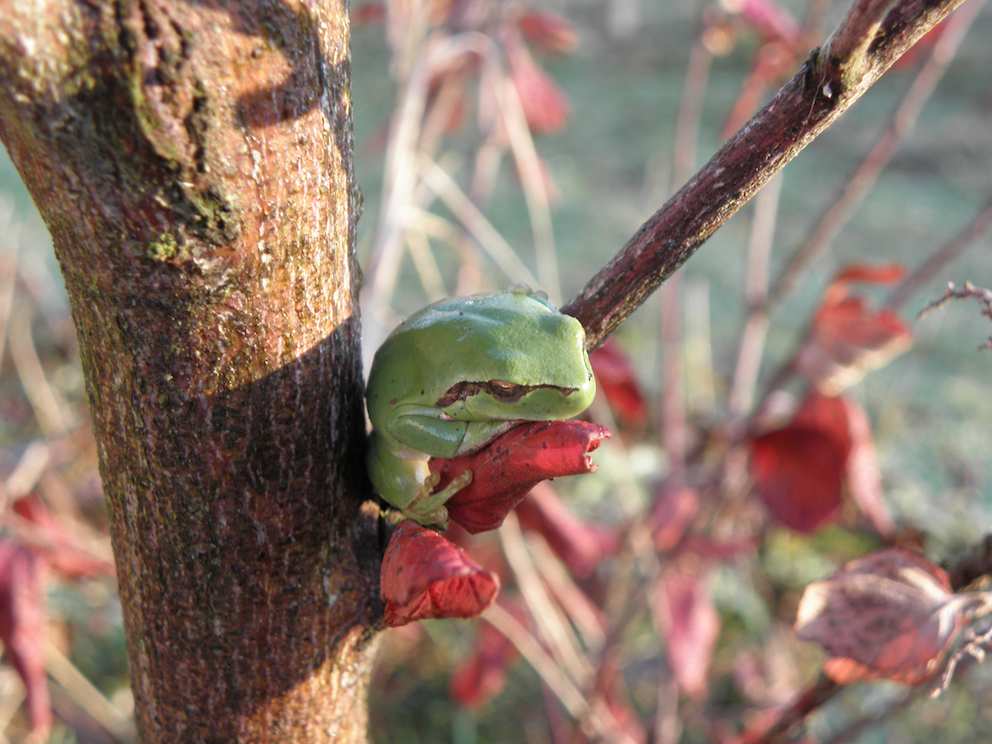 Grenouille rainette verte 1