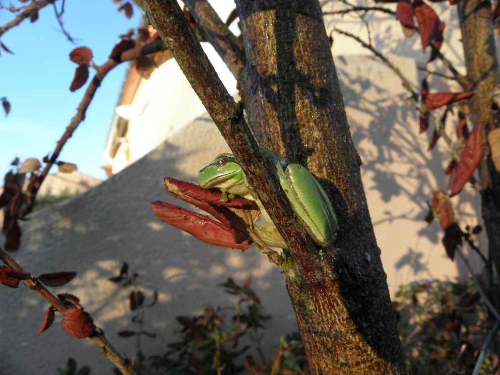 Grenouille Rainette verte 2