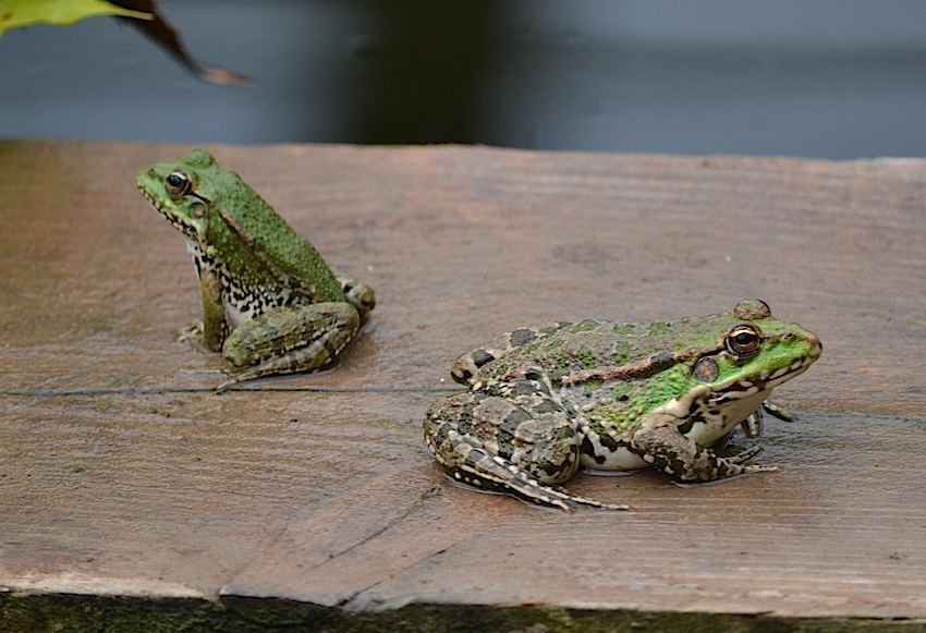 Grenouilles vertes