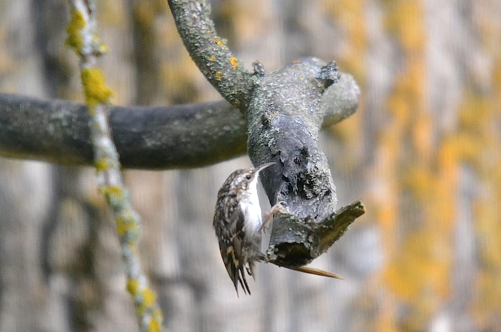 Grimpereau des jardins