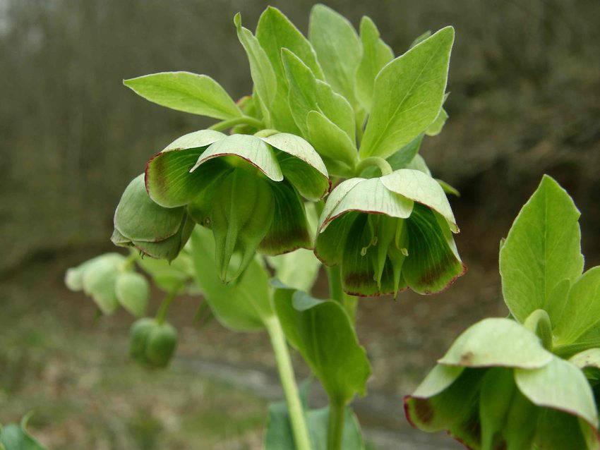 Hellebore fétide - Helleborus foetidus