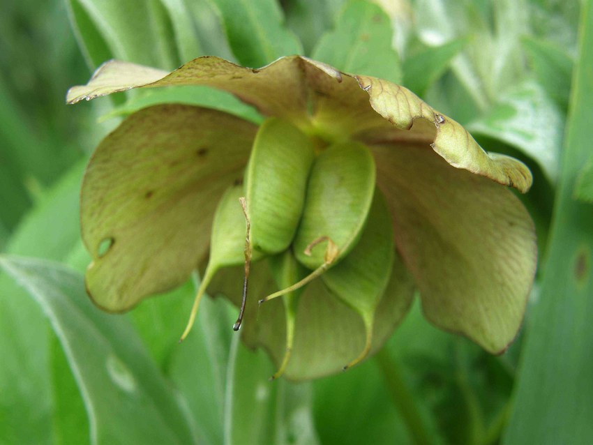 Hellébore fruit