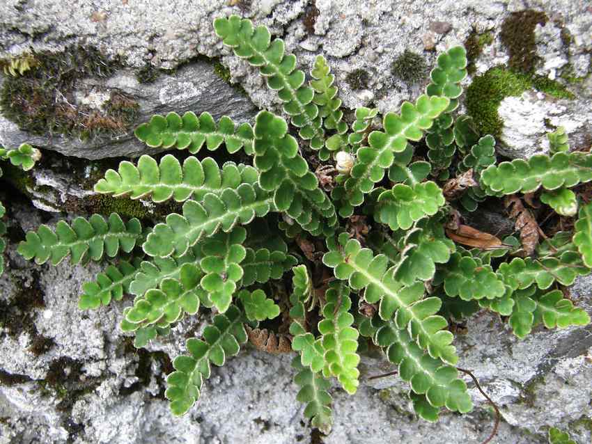 Herbe à dorer - Asplenium cétérach