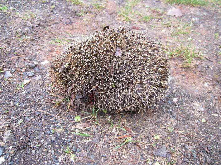 Hérisson commun - Erinaceus europaeus