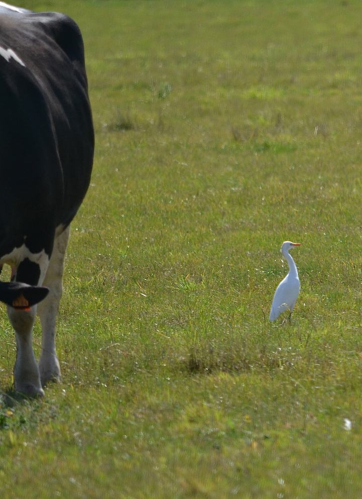 Héron garde-boeufs 1 - Bubulcus ibis