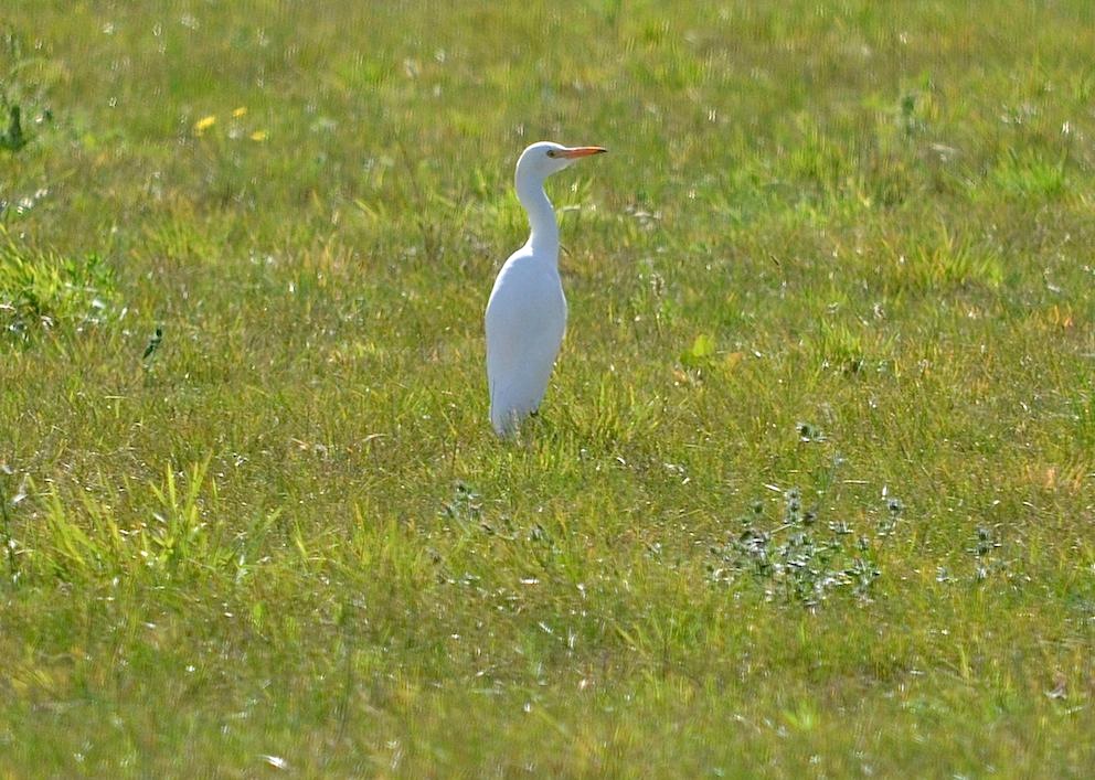 Héron garde-boeufs 2 - Bubulcus ibis