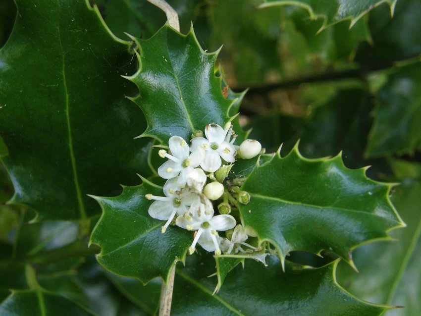 Houx - Hilex aquifolium