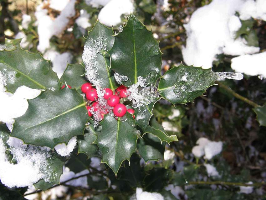 Houx sous la neige