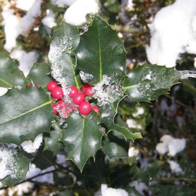 Houx sous la neige