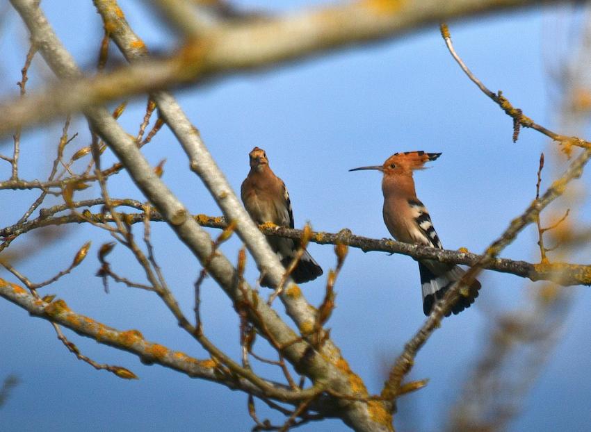 Huppes fasciées - Upupa epops