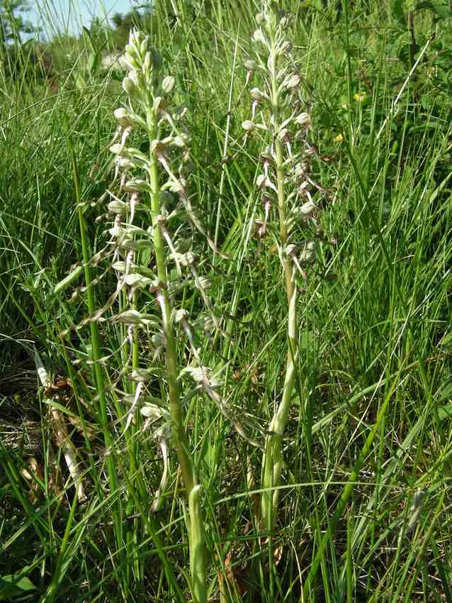 Hymantoglossum hircinum - Orchis bouc 1