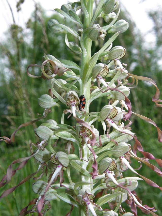 Hymantoglossum hircinum - Orchis bouc 2