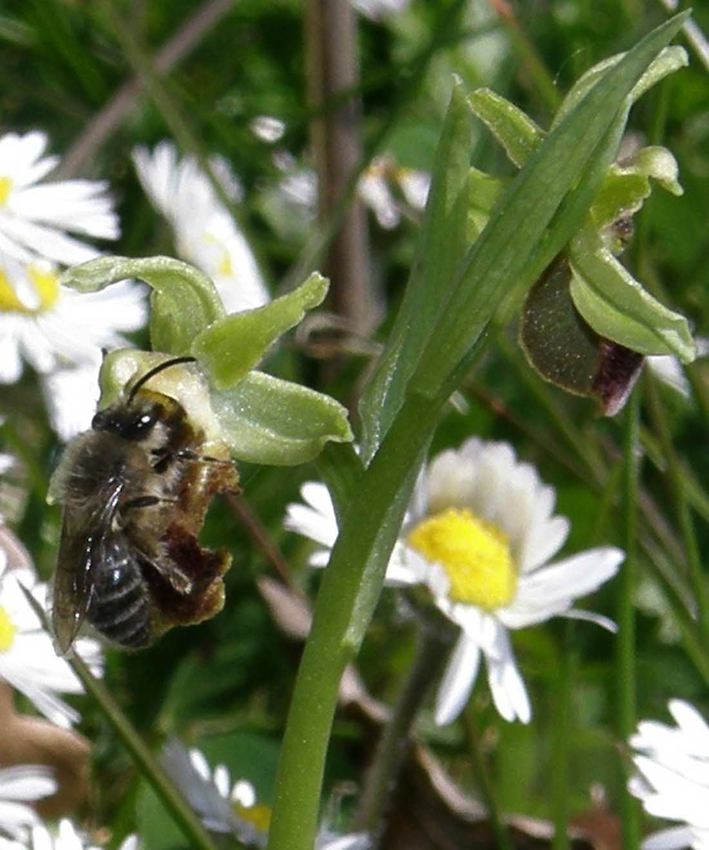 Hyménoptère sur Ophrys aranifera