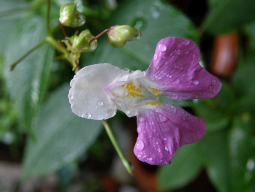 Impatiente de l'Himalaya 2 - Impatiens glandulifera