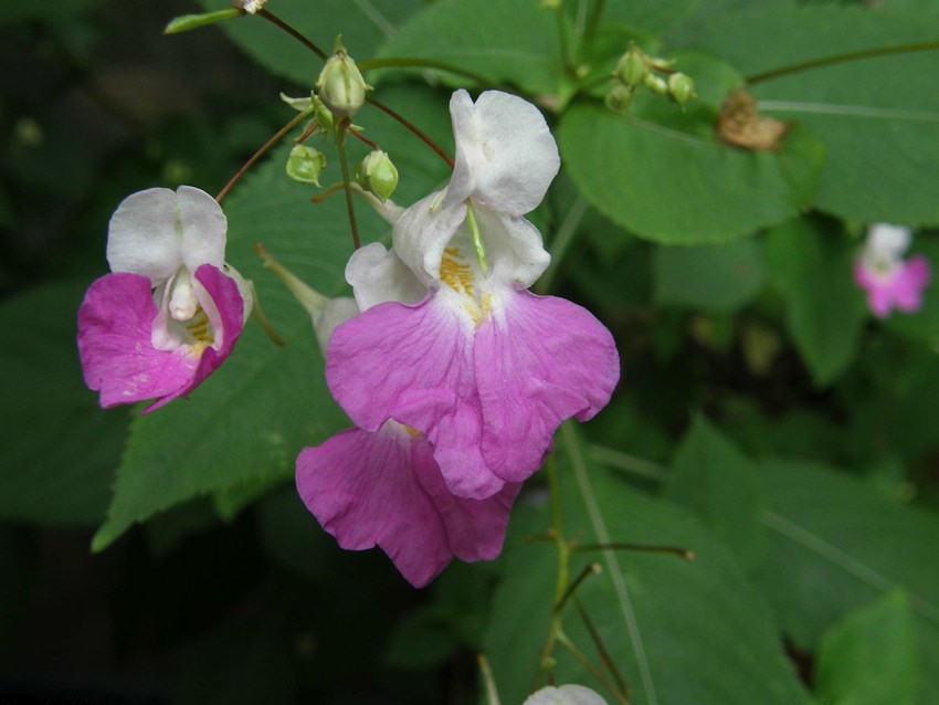 Impatiente de l'Himalaya - Impatiens glandilifera