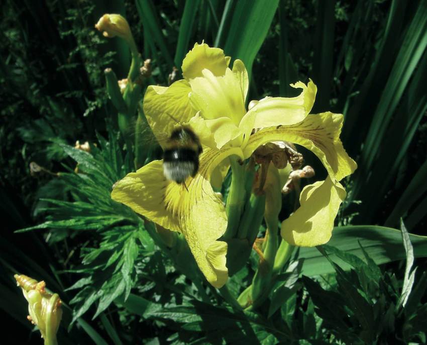 Iris d'eau et Bourdon